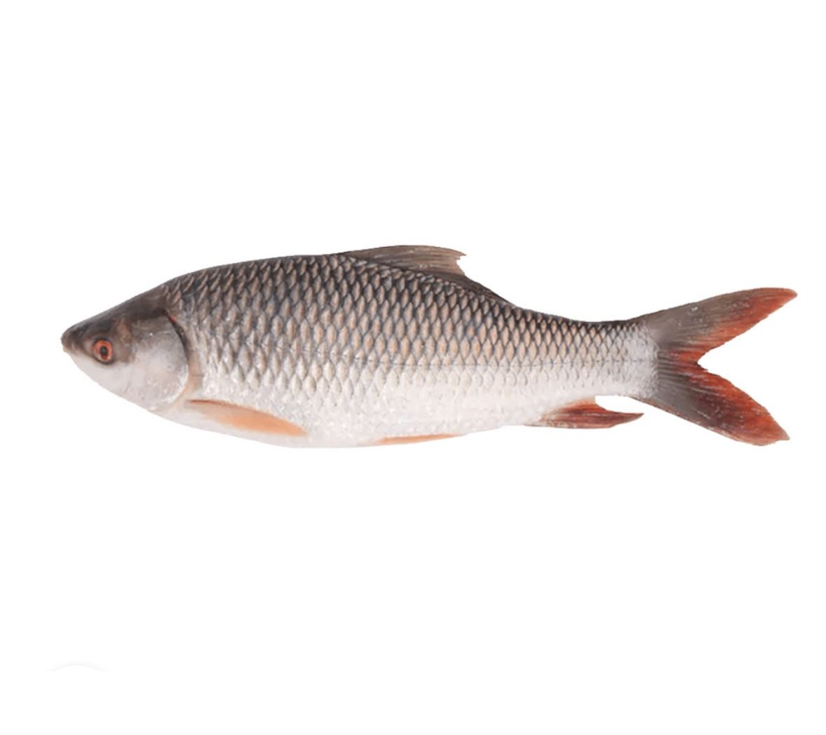 Rui Fish (1KG)